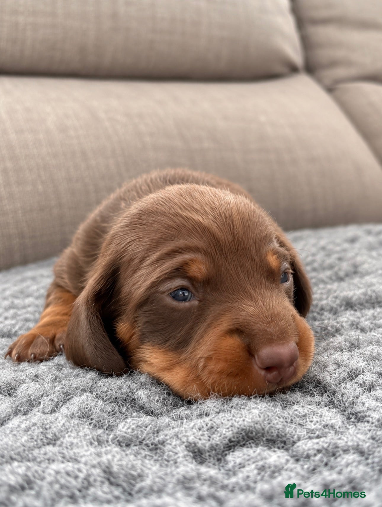 Miniature Dachshund dogs for sale:  Miniature Dachshund Puppies  - Advert 2