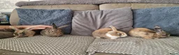 Mini Lion Lop rabbits for sale: Mini lion lops available now  - Advert 2