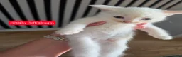 Mixed Breed cats for sale: 3 boys + 3 girls white kitten for sale - Advert 26