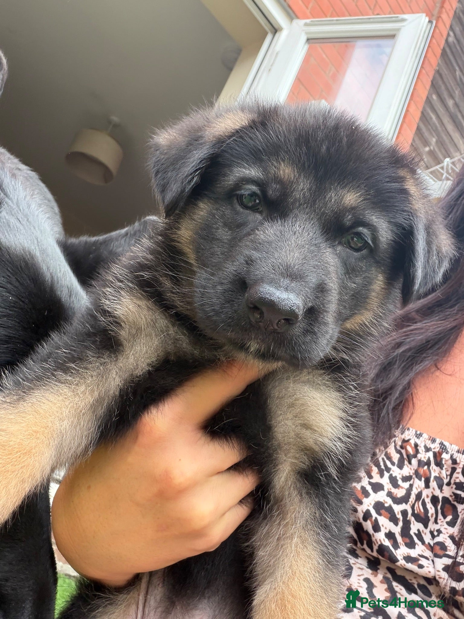 German Shepherd dogs Ready to go !! Female German sheppard puppies  - Advert 1