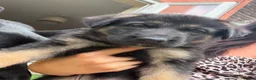 German Shepherd dogs for sale: 8 German Shepard puppies 4 black 4 Black and Tan  - Advert 10
