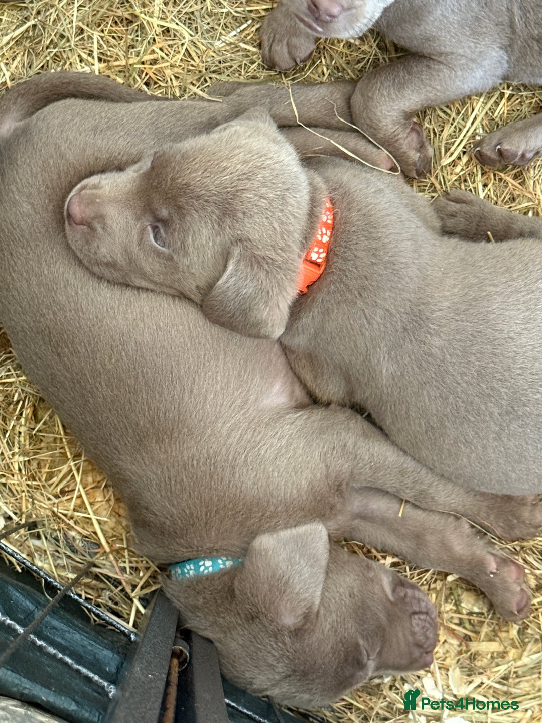 Labrador Retriever dogs for sale: Silver Labrador puppy’s  - Image 9