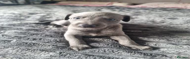 Whippet 3