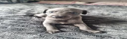 Whippet dogs for sale: Whippet puppies show background  - Advert 3