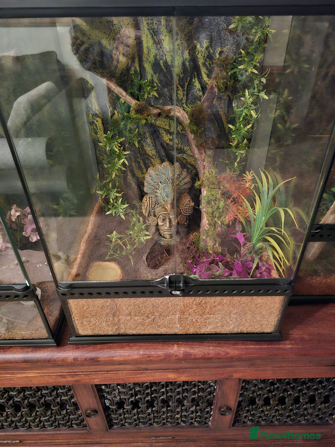 Gecko reptiles for sale: Lilly white crested gecko and viv - Advert 9