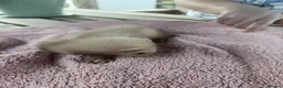 Ferret rodents for sale: Beautiful Ferret Kits for sale  - Advert 21