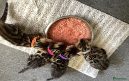 Bengal cats for sale: STUNNING TICA REG Bengal kittens READY NOW  in Blandford Forum - Image 10