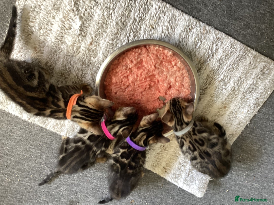 Bengal cats for sale: STUNNING TICA REG Bengal kittens READY NOW  in Blandford Forum - Image 10