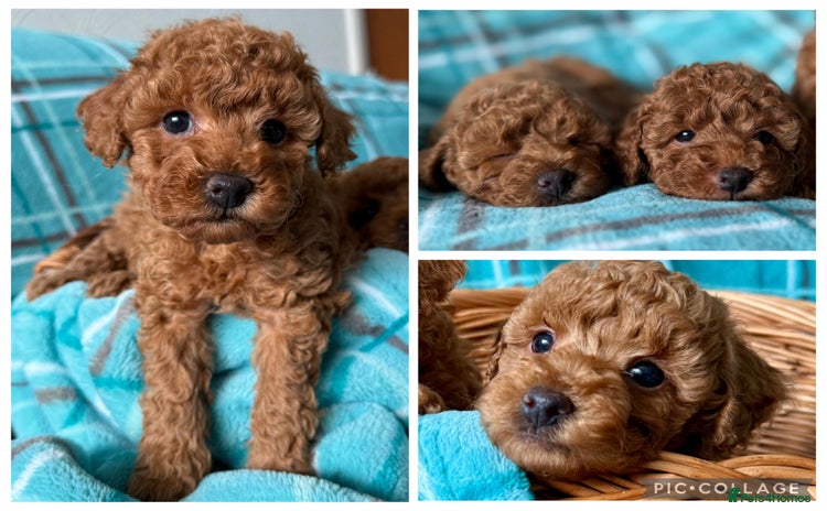 Toy Poodle dogs KC registered tiny toy poodles  - Advert 1