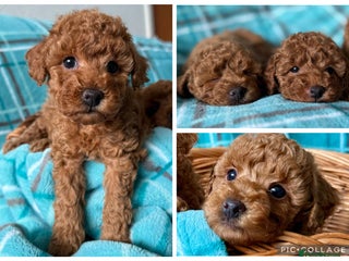 Toy Poodle dogs KC registered tiny toy poodles - Advert 17