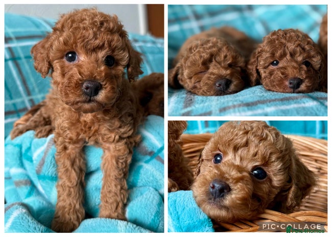 Toy Poodle dogs KC registered tiny toy poodles - Advert 1
