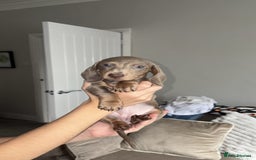 Dachshund dogs for sale: Isabelle and tan dachshund pups  - Image 16