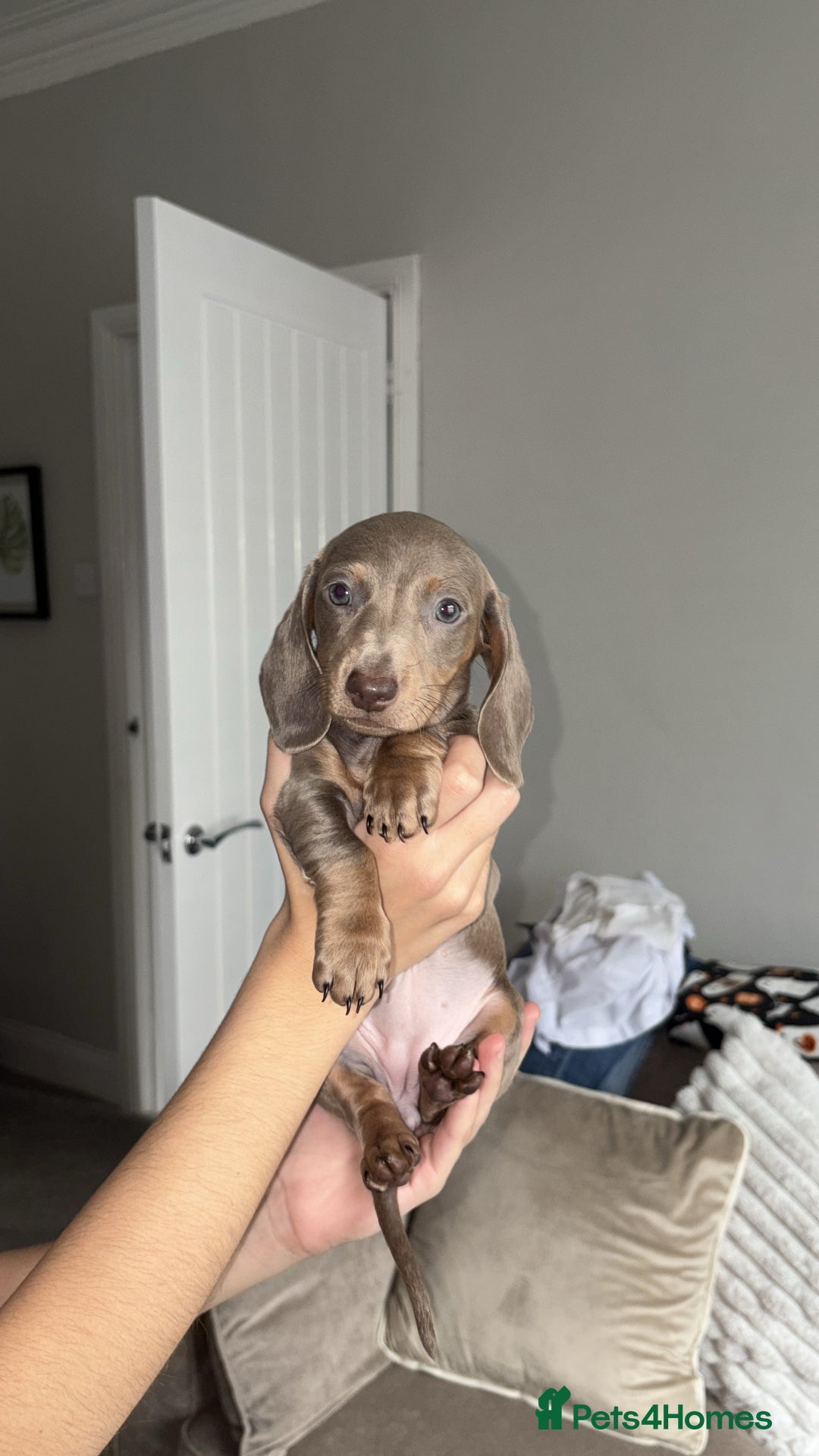 Dachshund dogs for sale: Isabelle and tan dachshund pups  - Image 16
