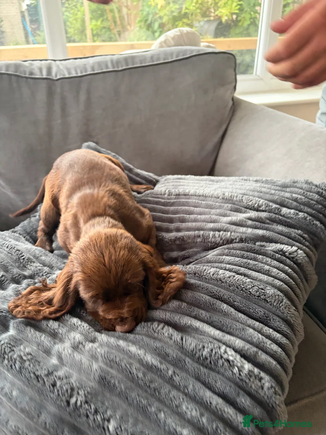 Cocker Spaniel dogs for sale: 4 KC puppies looking for there forever homes. - Advert 2