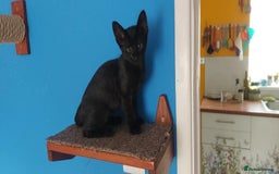 Savannah cats for sale: Playful Savannah F5 Mix Kittens for Loving Homes - Image 31