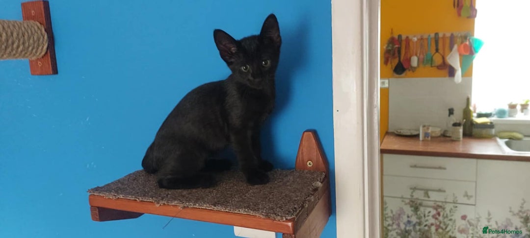 Savannah cats for sale: Playful Savannah F5 Mix Kittens for Loving Homes - Image 31