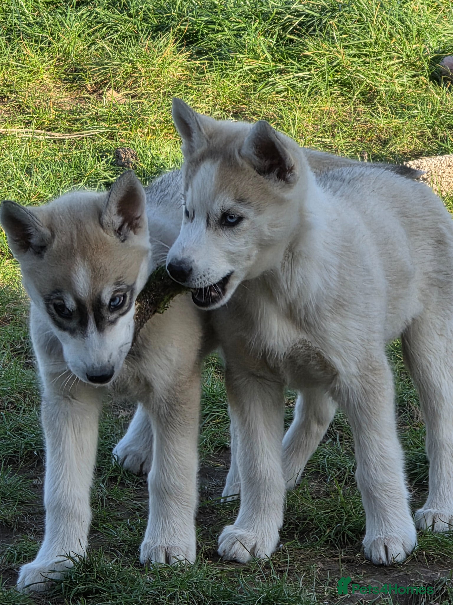 Siberian Husky dogs Pure Siberian Huskie pups - Advert 2