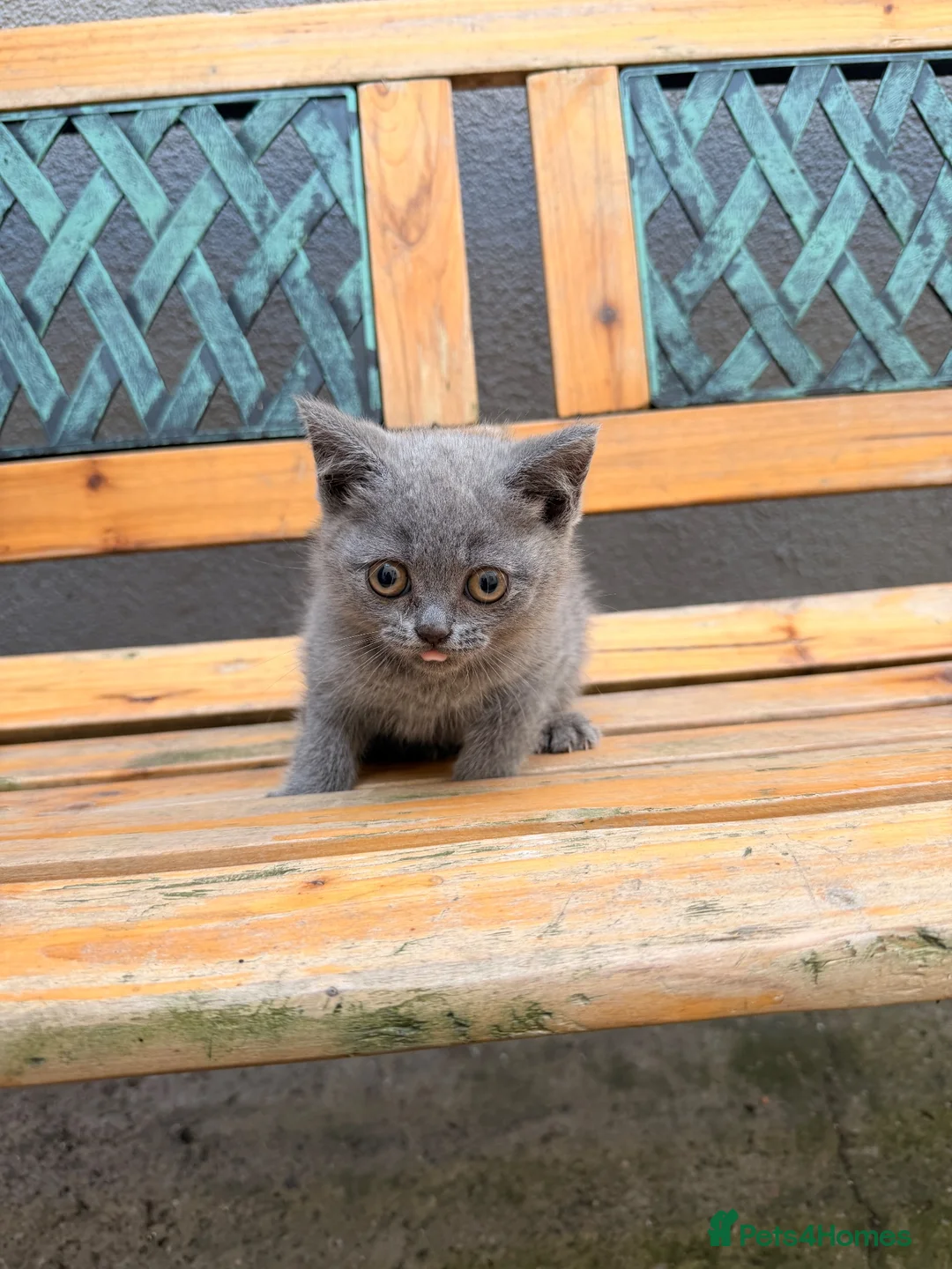 British Shorthair cats for sale: TWO beautiful female British shorthair kittens  - Advert 4