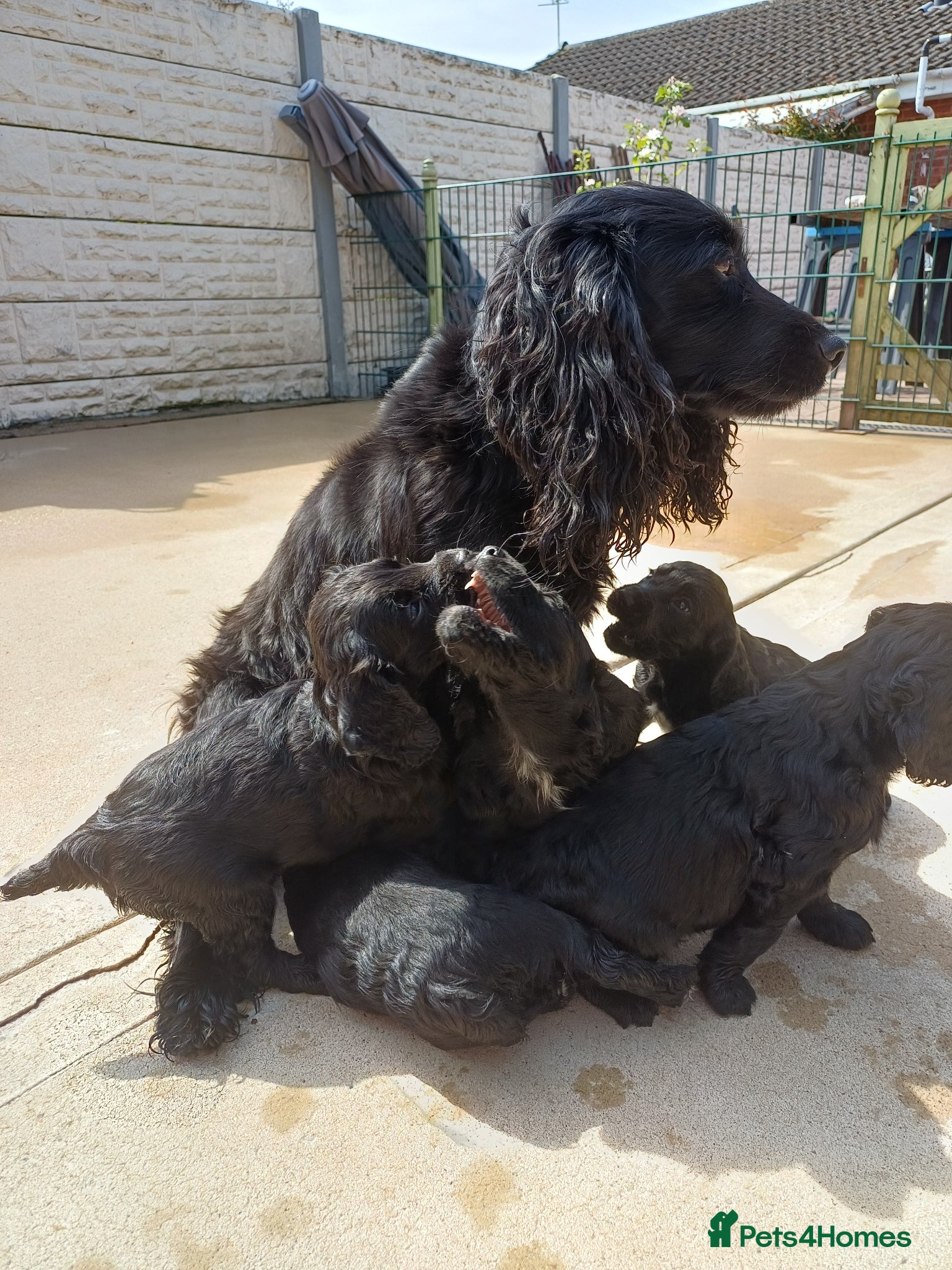 Cocker Spaniel dogs EXELLENT  BRED WORKING COCKER PUPPIES  - Advert 5