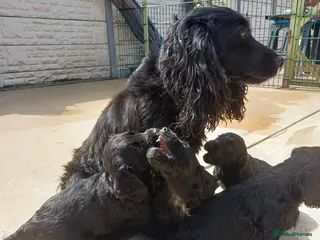 Cocker Spaniel dogs EXELLENT BRED WORKING COCKER PUPPIES - Advert 5