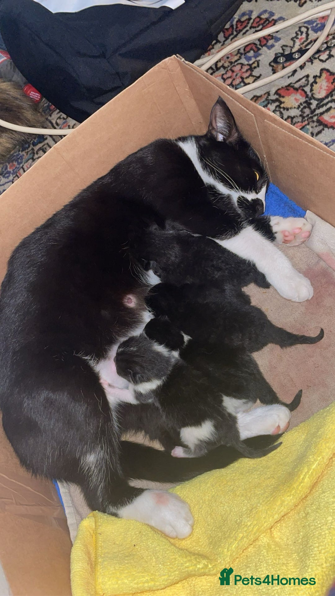 Domestic Shorthair cats for sale: 4 medium/longhair kittens,3 tuxedo 1 tortoiseshell - Advert 11