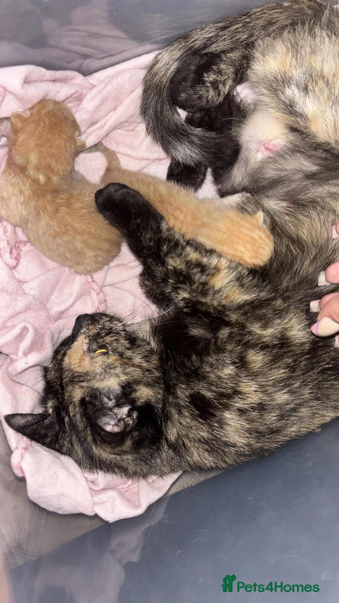 Mixed Breed cats for sale: 3 beautiful male kittens for sale too good homes. - Advert 2