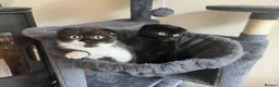 Mixed Breed cats for sale: 2 beautiful Kittens Looking for Loving Homes - Advert 6