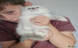 Ragdoll cats for sale: Tica registeeed tabby bicolour ragdolls - Image 13