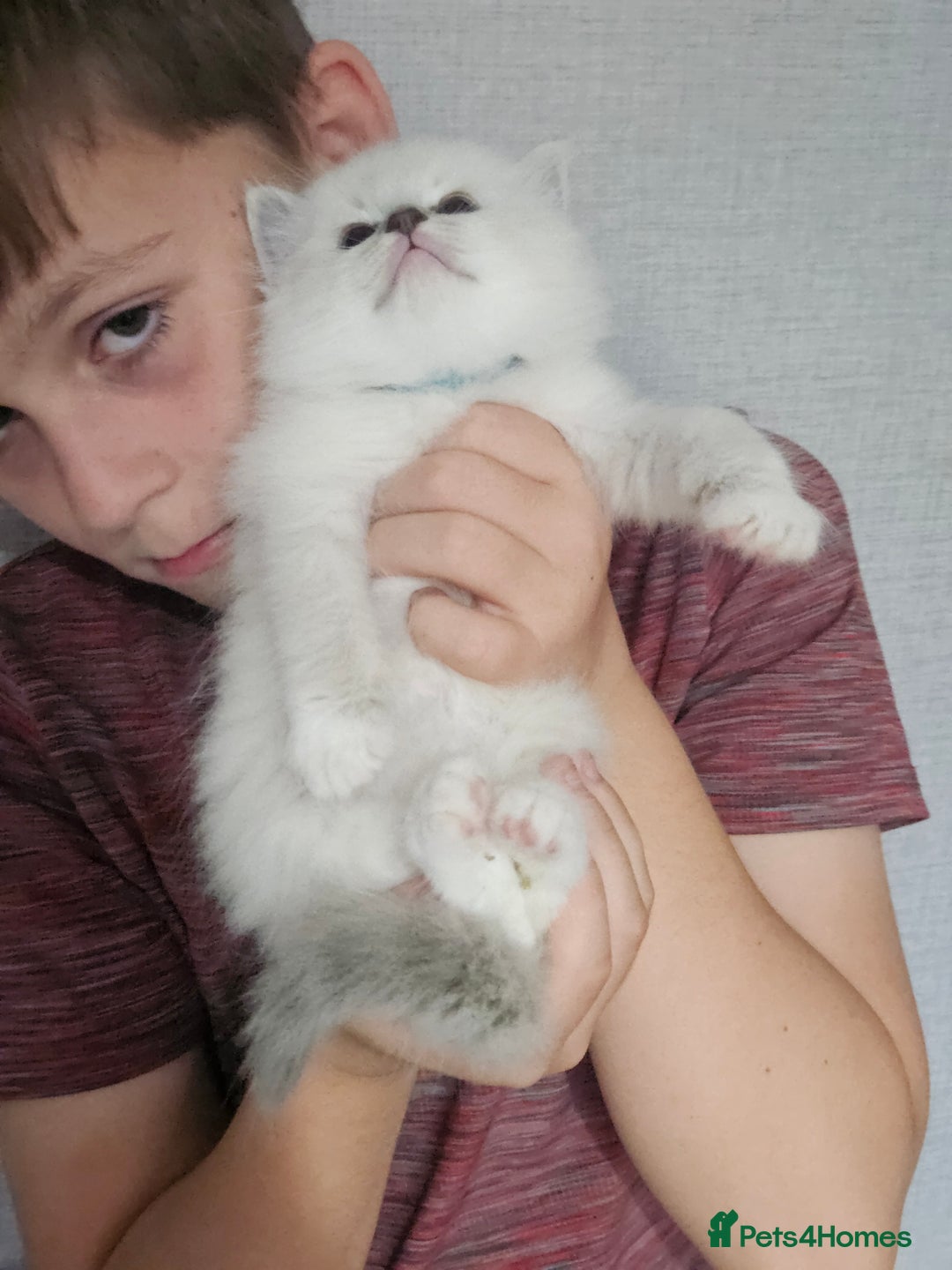 Ragdoll cats for sale: Tica registeeed tabby bicolour ragdolls - Image 13