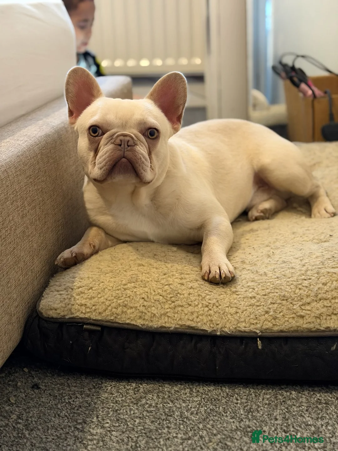 French Bulldog dogs for sale: Platinum French Bulldog - Advert 2