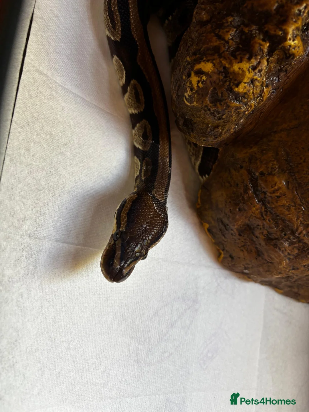 Python Snake reptiles for sale: Royal python  in Wellingborough - Advert 2