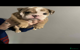 English Bulldog dogs for sale: DWKC STUNNING ENGLISH BULLDOGS. - Image 16