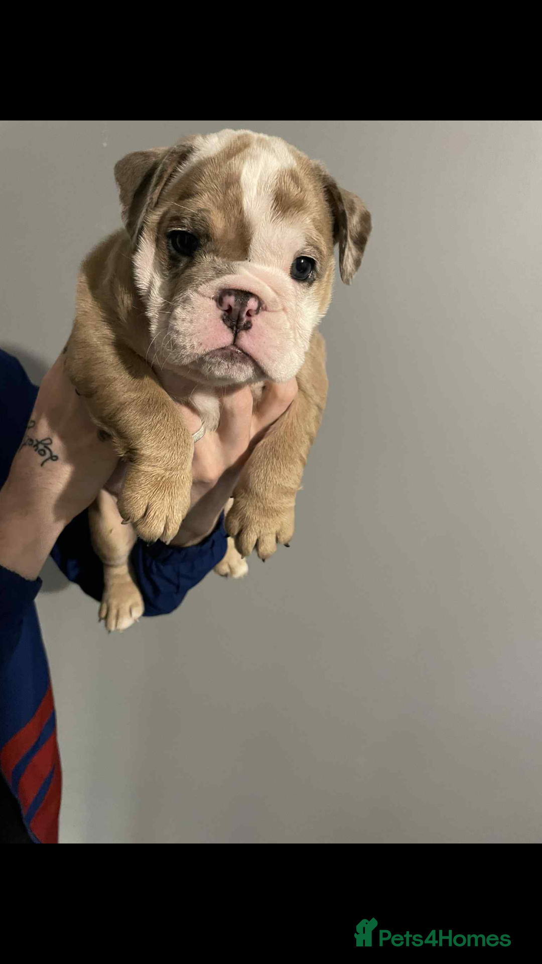 English Bulldog dogs for sale: DWKC STUNNING ENGLISH BULLDOGS. - Image 16