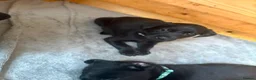 Labrador Retriever dogs for sale: Fully jet black Labrador pups for sale in Huddersfield - Advert 10