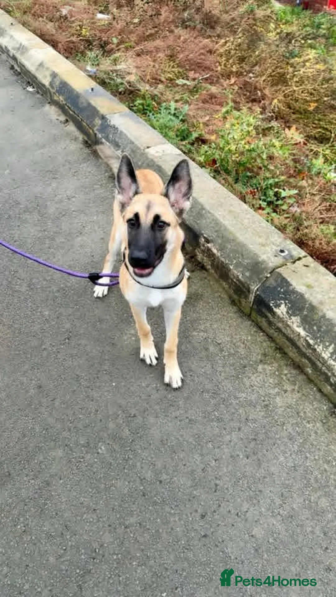 Shepsky dogs for sale: Shepsky for new home in Newcastle upon Tyne - Advert 11