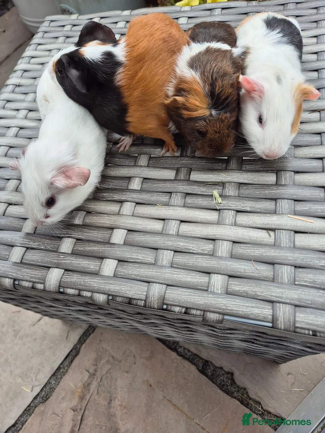 Guinea Pig rodents for sale: Baby Sow Guinea Pigs Funky Smooth and Semi Long - Advert 5