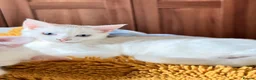 Mixed Breed cats for sale: 4 Maine Coon-Type Kittens. Polydactyl & Odd-Eyed - Advert 10