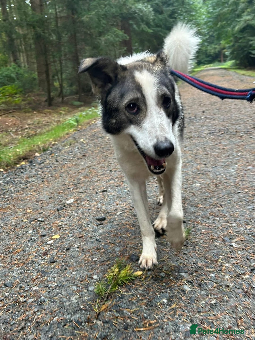 Mixed Breed dogs for adoption: Matteo - Norwich Norfolk  - Image 20