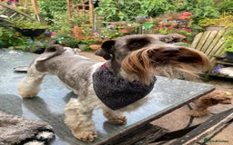 Miniature Poodle dogs for stud: CHOC/WHITE MINIATURE SCHNAUZER AT STUD in Coventry - Image 8