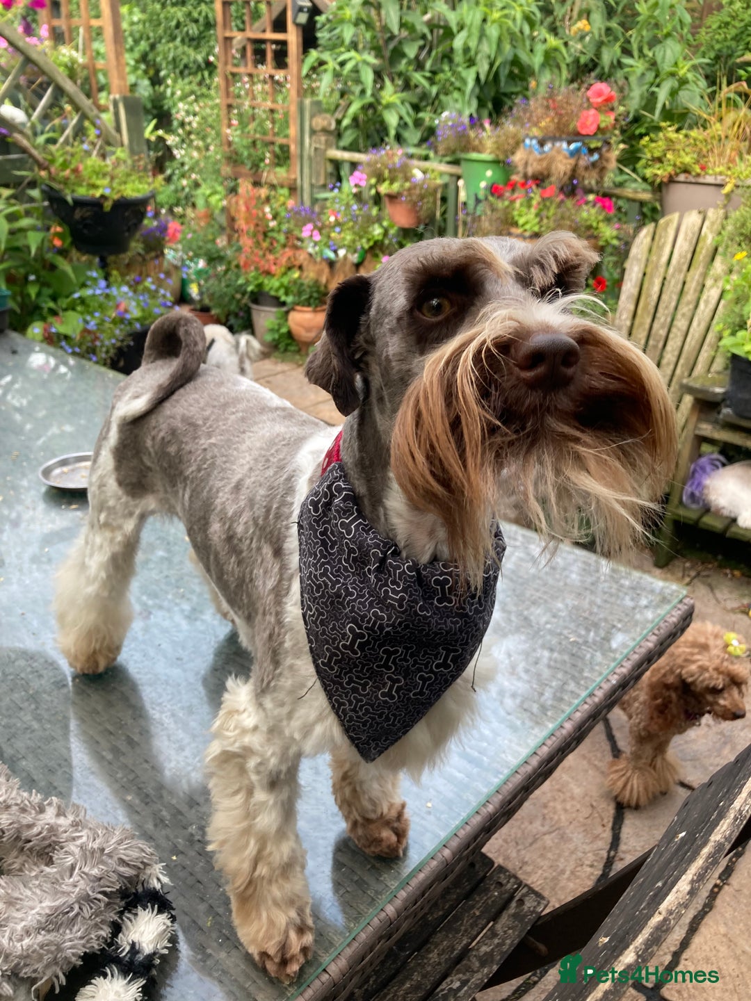 Miniature Poodle dogs for stud: CHOC/WHITE MINIATURE SCHNAUZER AT STUD in Coventry - Image 8