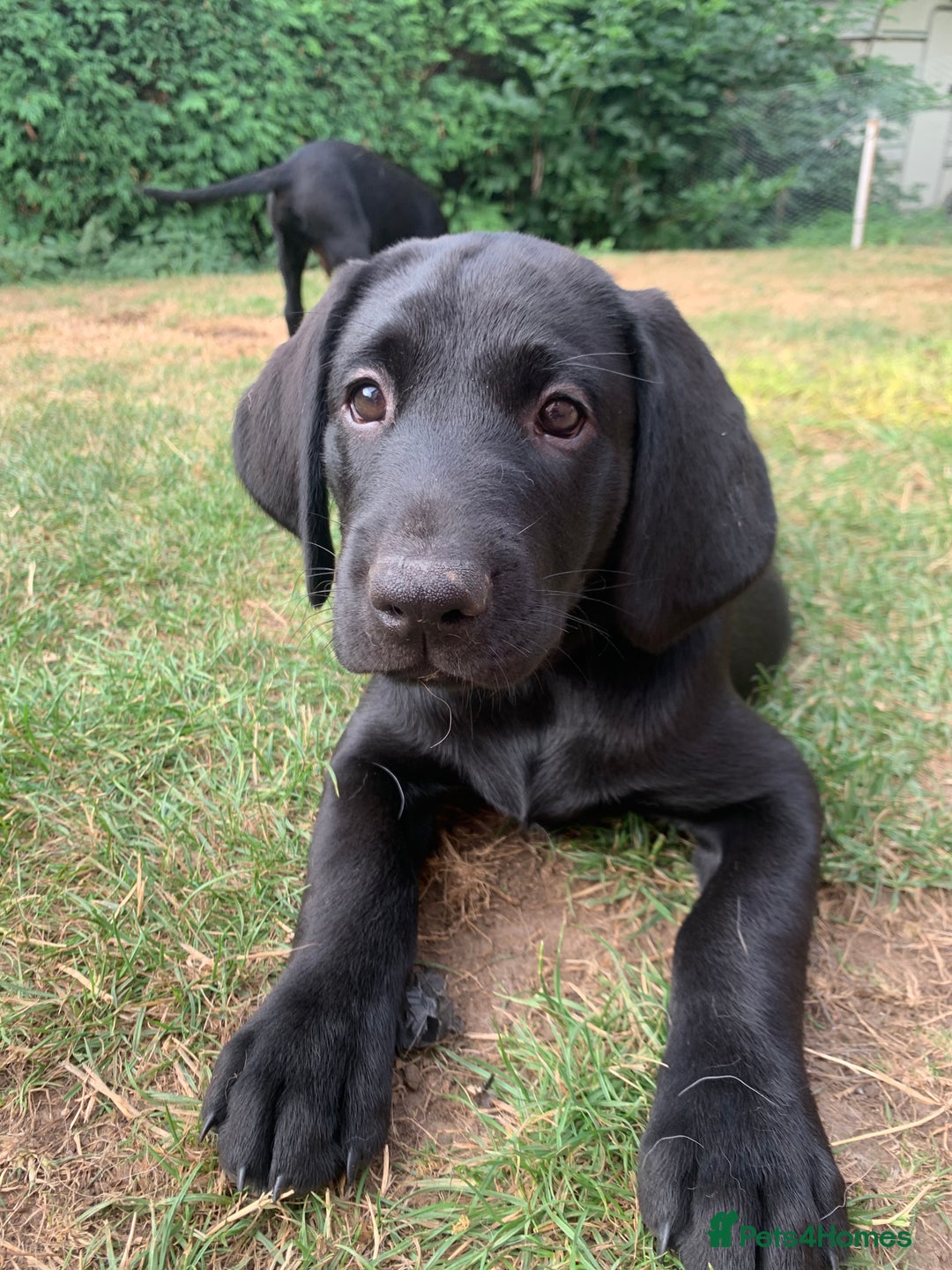 Labrador Retriever dogs for sale: KC Labrador puppy 🐾 - Image 7