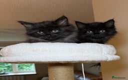 Russian Blue cats for sale: Crossed Russian Blue Girl Kitten - Image 12