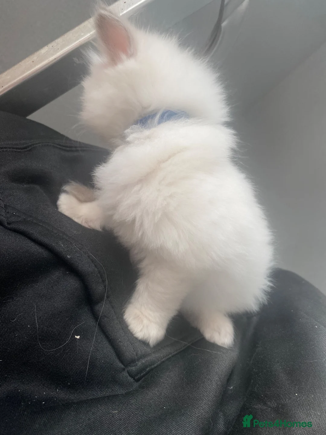 Ragdoll cats for sale: male ragdoll kittens  - Advert 2