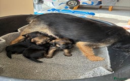 Border Terrier dogs for sale: Stunning border terrier puppy’s  - Image 3