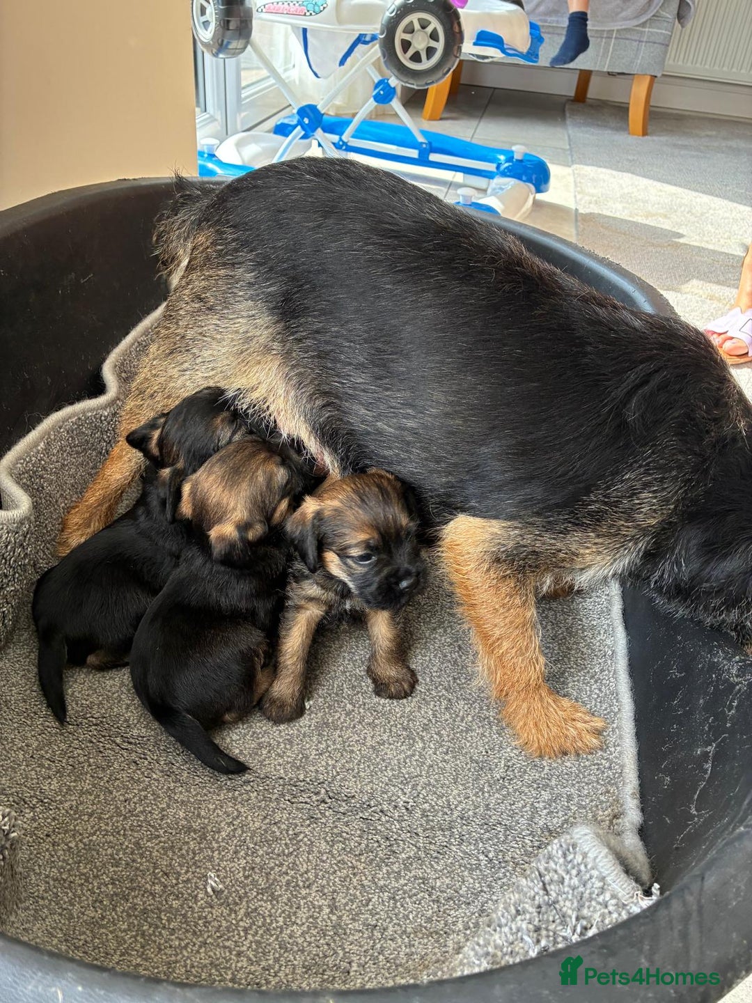 Border Terrier dogs for sale: Stunning border terrier puppy’s  - Image 3