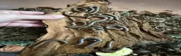 Millipedes invertebrates for sale: Ghana olive speckled leg giant millipedes  - Advert 7