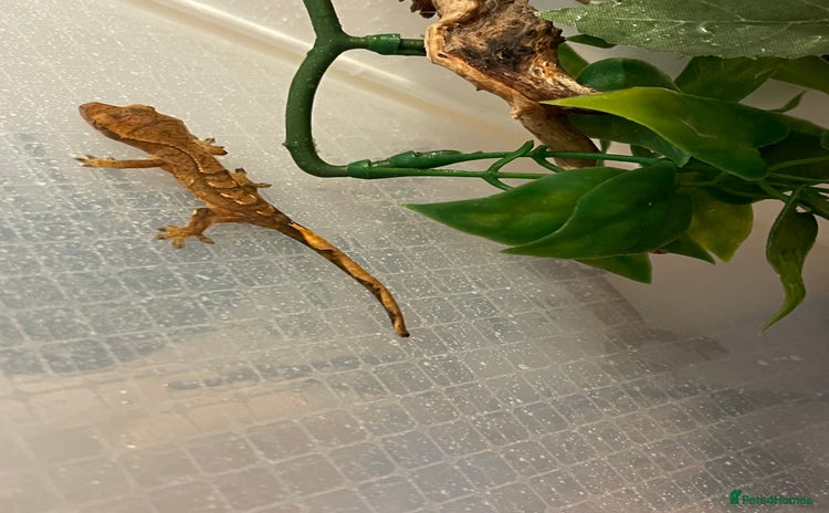 Gecko reptiles Crested gecko hatchlings  - Advert 6