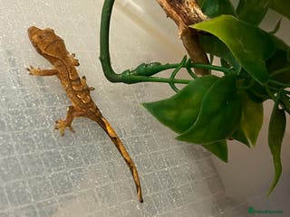 Gecko reptiles Crested gecko hatchlings with temporary enclosure! - Advert 18