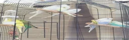 Budgerigars birds for sale: Baby buggies  - Advert 6