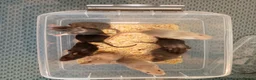 Rat rodents for sale: Beautiful litter of mixed rat babies  - Advert 1